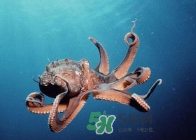 章魚是墨魚嗎？章魚有哪些特性
