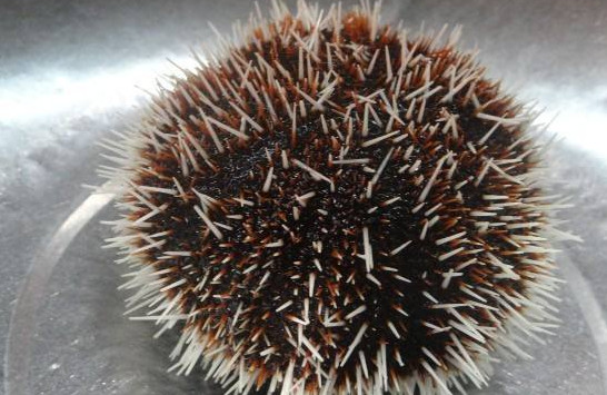 嬰兒能不能吃海膽？寶寶多大能吃海膽