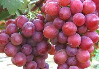 心形葡萄什么品種？心形葡萄怎么種？