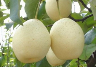 水晶梨和雪梨的功效一樣嗎？水晶梨是雪梨嗎？