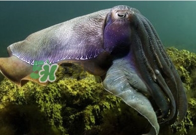 章魚是墨魚嗎？章魚有哪些特性