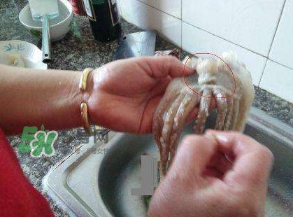 魷魚頭怎么切？魷魚怎么切花刀