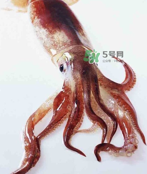 魷魚是墨魚嗎？魷魚和墨魚的區(qū)別