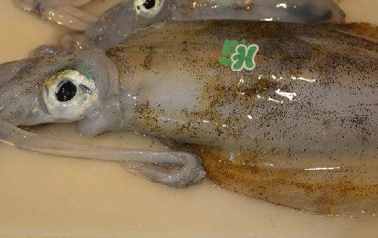 新鮮魷魚怎么保存？魷魚可以冷凍嗎