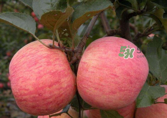 紅富士蘋果是哪里的？最好吃的蘋果排名