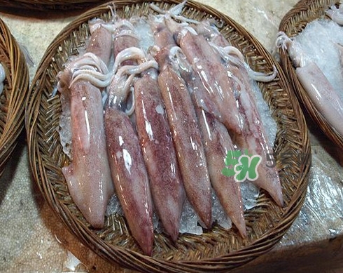 新鮮魷魚(yú)怎么處理？魷魚(yú)怎么清洗？