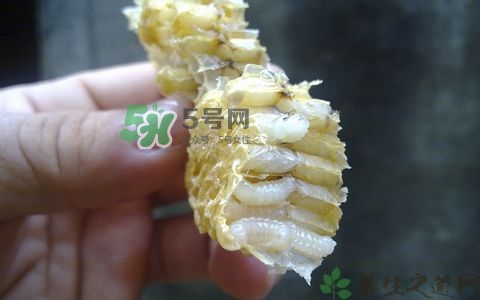 蜂蛹和枸杞能一起泡酒嗎？蜂蛹和枸杞泡酒的功效