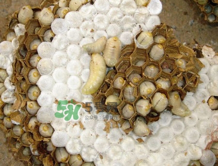 蜂蛹孕婦可以吃嗎？孕婦吃蜂蛹過敏怎么辦？