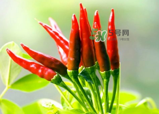 菜市場(chǎng)什么辣椒最辣？辣椒最辣的部分