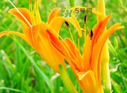 新鮮黃花菜怎么處理？干黃花菜怎么處理