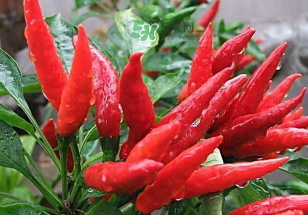 辣椒怎么炒不辣？辣椒怎么腌制好吃？