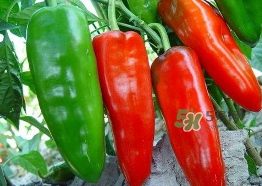 菜市場(chǎng)什么辣椒最辣？辣椒最辣的部分