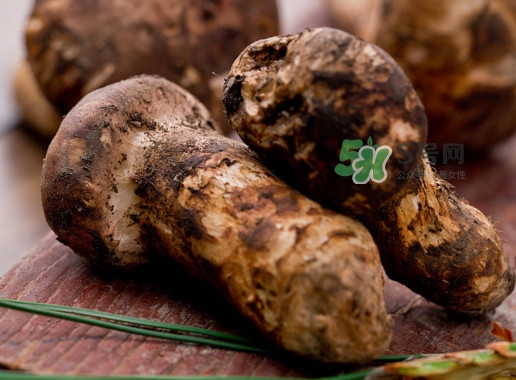 松茸可以人工種植嗎？松茸能人工種植嗎