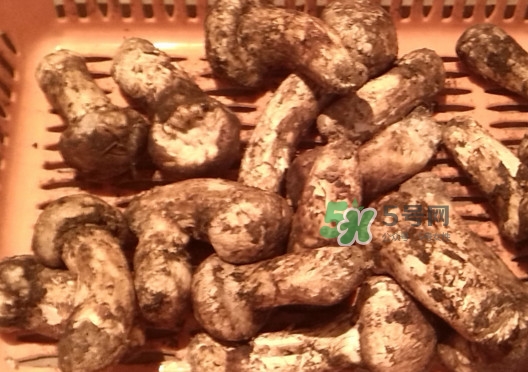 松茸可以泡酒嗎？松茸能泡酒嗎