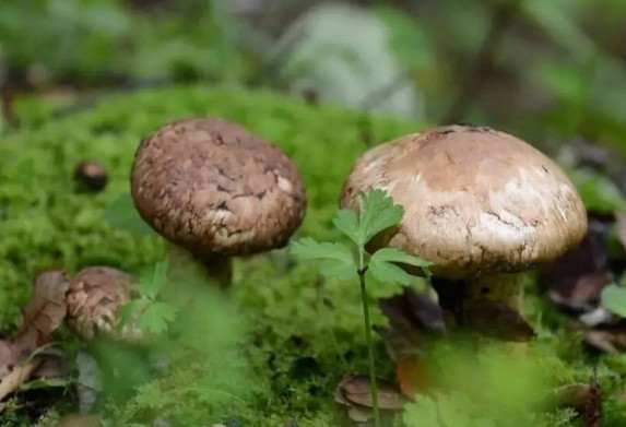 新鮮松茸可以帶上飛機(jī)嗎？干松茸可以帶上飛機(jī)嗎