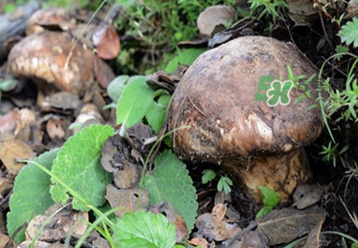 松茸是什么東西？松茸是蘑菇嗎