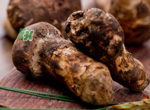 松茸是哪里的特產(chǎn)？松茸是不是越大越好