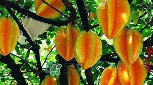 楊桃熱量高嗎？楊桃減肥嗎？