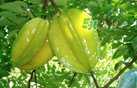 坐月子可以吃楊桃嗎？坐月子可以吃什么水果？