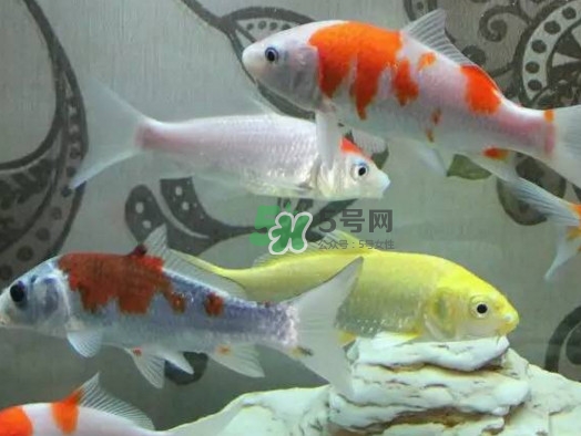 錦鯉有什么寓意？錦鯉代表什么意思