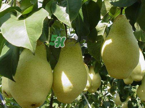 五九香梨怎么吃？五九香梨有什么功效？