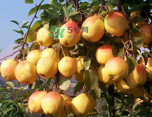 五九香梨怎么吃？五九香梨有什么功效？