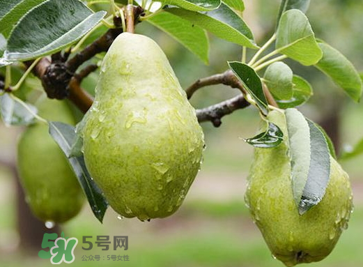 香蕉梨怎么熟的快？香蕉梨怎么變軟？