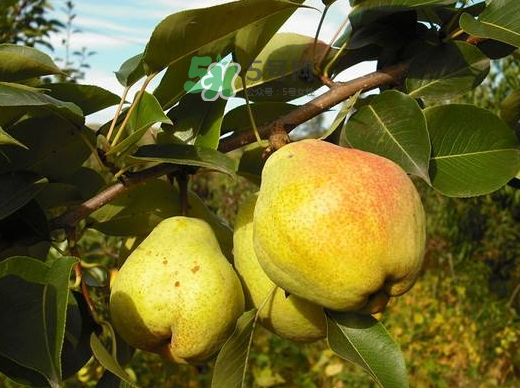 香蕉梨怎么熟的快？香蕉梨怎么變軟？