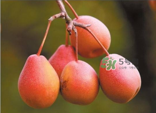 葫蘆梨怎么軟的快？葫蘆梨幾月份成熟？