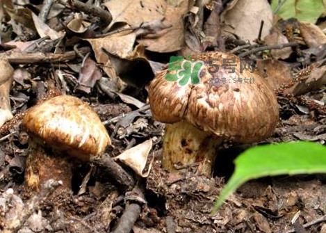 孕婦可以吃松茸嗎？松茸孕婦能吃嗎