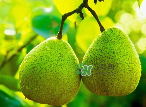 萊陽(yáng)梨什么時(shí)候成熟？萊陽(yáng)梨多少錢(qián)一斤？