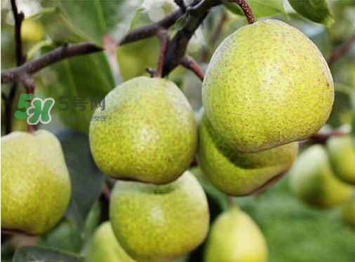 萊陽(yáng)梨什么時(shí)候成熟？萊陽(yáng)梨多少錢(qián)一斤？