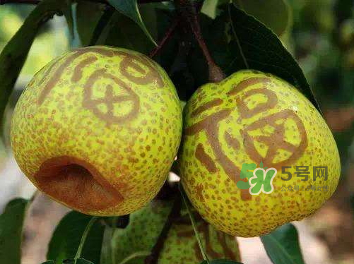 萊陽(yáng)梨什么時(shí)候成熟？萊陽(yáng)梨多少錢(qián)一斤？