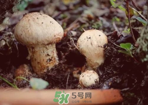 產(chǎn)婦能吃松茸嗎？哺乳期可以吃松茸嗎