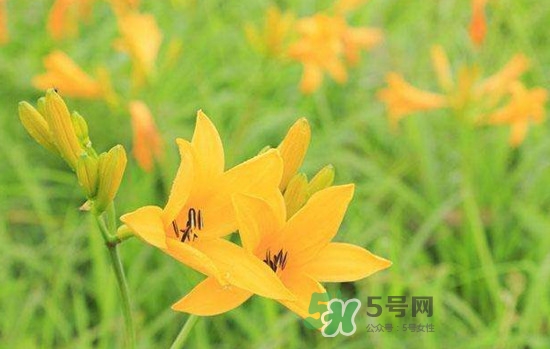 黃花菜是酸性還是堿性？黃花菜是熱性還是涼性