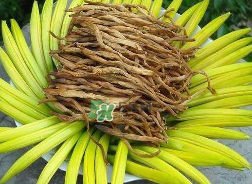 黃花菜是忘憂草嗎？黃花菜是不是金針菜