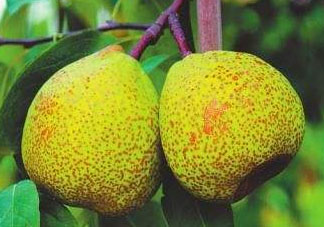 萊陽梨什么時(shí)候成熟？萊陽梨多少錢一斤？