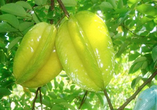 坐月子可以吃楊桃嗎？坐月子可以吃什么水果？