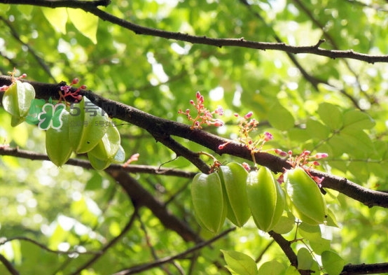 坐月子可以吃楊桃嗎？坐月子可以吃什么水果？