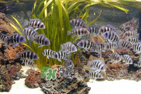 錦鯉有什么寓意？錦鯉代表什么意思