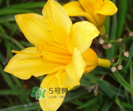 黃花菜是下奶的嗎？黃花菜是發(fā)奶的嗎