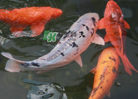 錦鯉多少錢一條？錦鯉怎么養(yǎng)不容易死