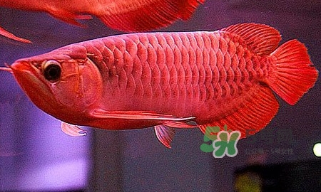 錦鯉有什么寓意？錦鯉代表什么意思