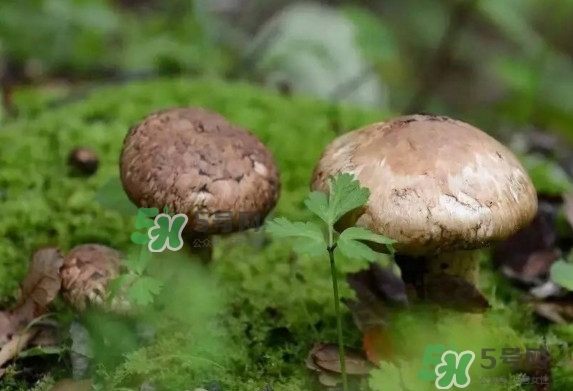 新鮮松茸用水焯嗎？新鮮松茸洗時用水浸泡嗎