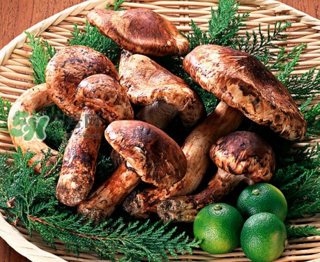 松茸是哪里的特產(chǎn)？松茸是不是越大越好