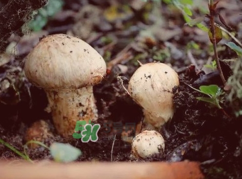 新鮮松茸可以放多久？新鮮松茸能不能冷凍