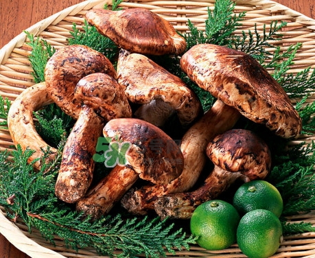 松茸是什么東西？松茸是蘑菇嗎