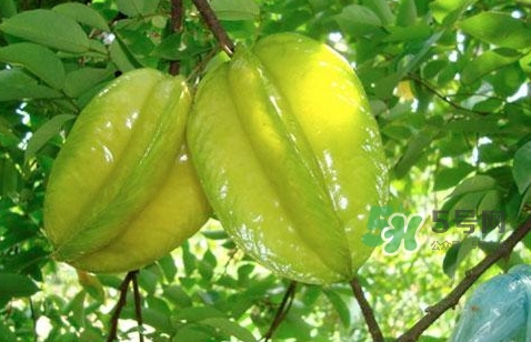 楊桃熱量高嗎？楊桃減肥嗎？