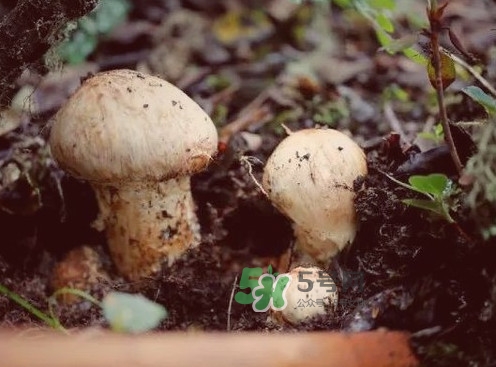 松茸是哪里的特產(chǎn)？松茸是不是越大越好