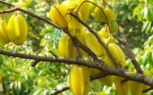 楊桃是什么季節(jié)的水果？楊桃怎么吃營(yíng)養(yǎng)價(jià)值最高？